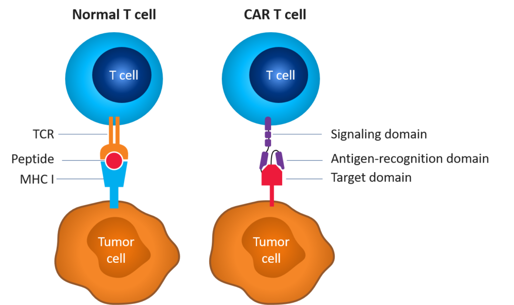 Normal vs CAR T cell