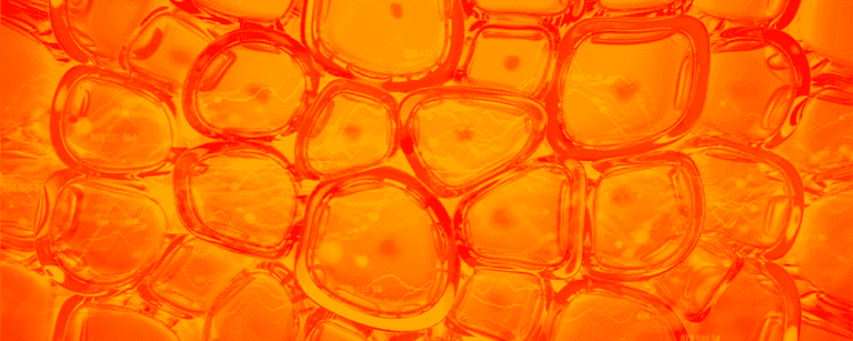 header-2