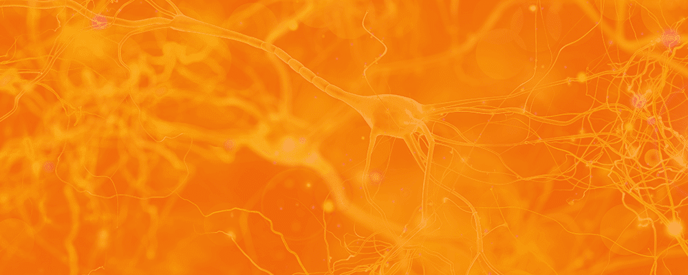 neurons-unsmushed