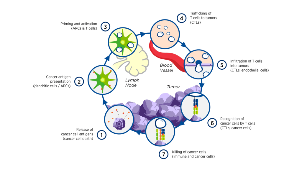 A Primer On Cancer Immunotherapy Part 2 The Cancer Immune Response