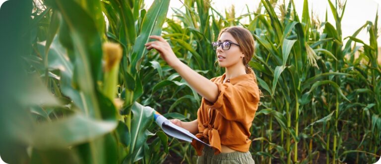 Corn